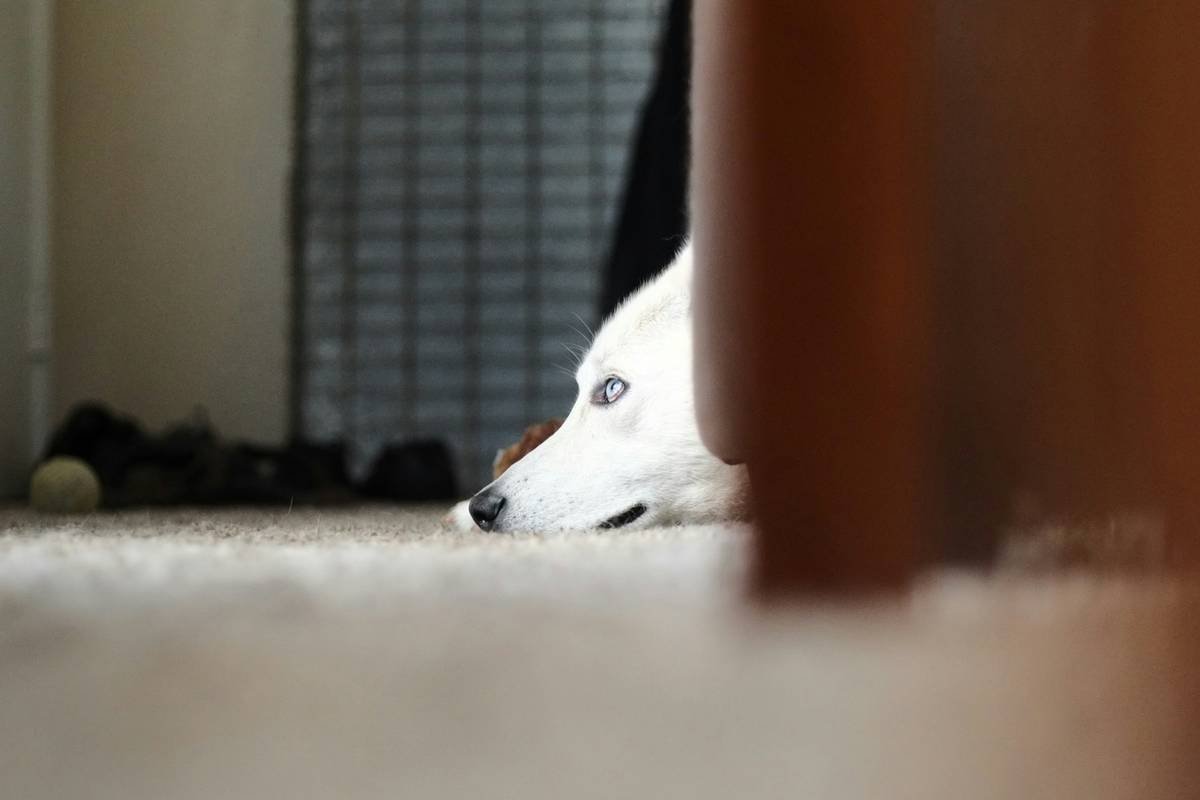 Pet Lock Maintenance: Why Your Pet’s Safety Hinges on This Overlooked Task