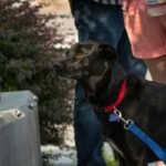 Why Pet Lock Reliability Matters More Than You Think (And How to Test It Before Disaster Strikes)