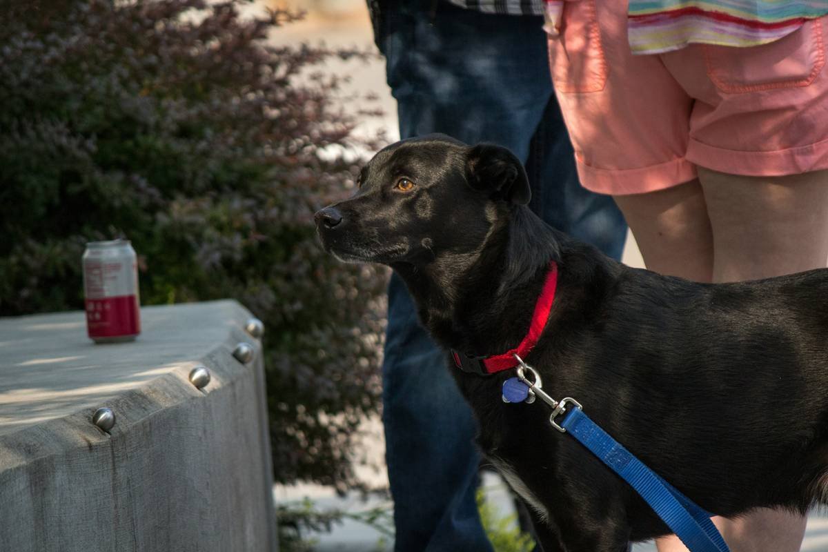 Why Pet Lock Reliability Matters More Than You Think (And How to Test It Before Disaster Strikes)