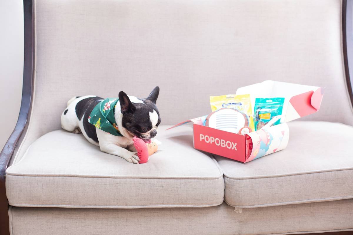 Why Your App-Based Pet Toys Need a Manual Override (And How to Choose the Right One)