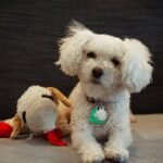 Why Your Pet Hates That “Perfect” Toy: The Truth About Pet Accessory Pairing (And How to Nail It)
