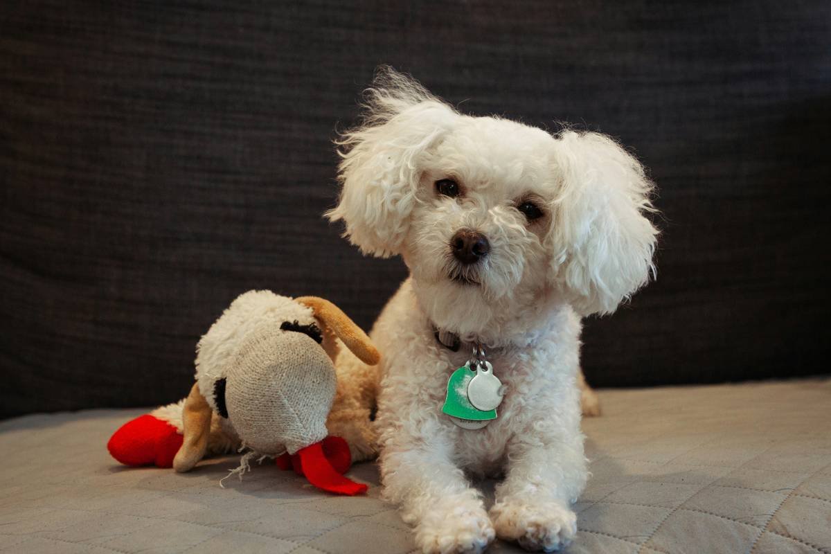 Why Your Pet Hates That “Perfect” Toy: The Truth About Pet Accessory Pairing (And How to Nail It)