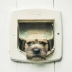 Why Your Pet’s Safety Hinges on the Right Pet Lock Materials (And How to Choose Them)