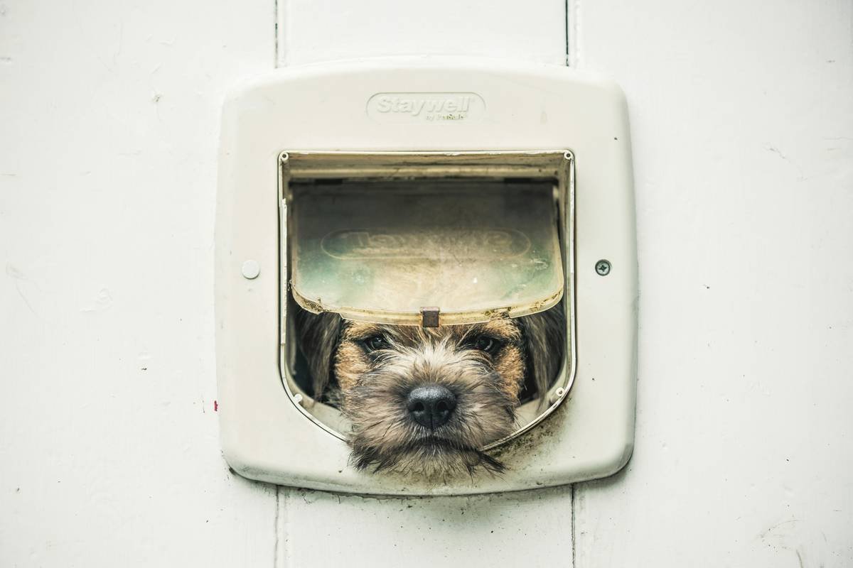 Why Your Pet’s Safety Hinges on the Right Pet Lock Materials (And How to Choose Them)