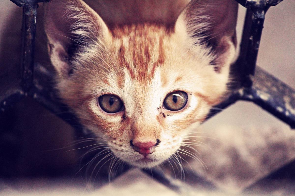 Why Your Pet’s Safety Lock Isn’t Enough—And How Manual Override Saves Lives