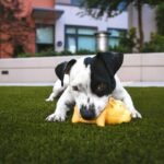 Why Your Pet’s Toy Could Fail Safety Standards—And How to Spot It Before It’s Too Late