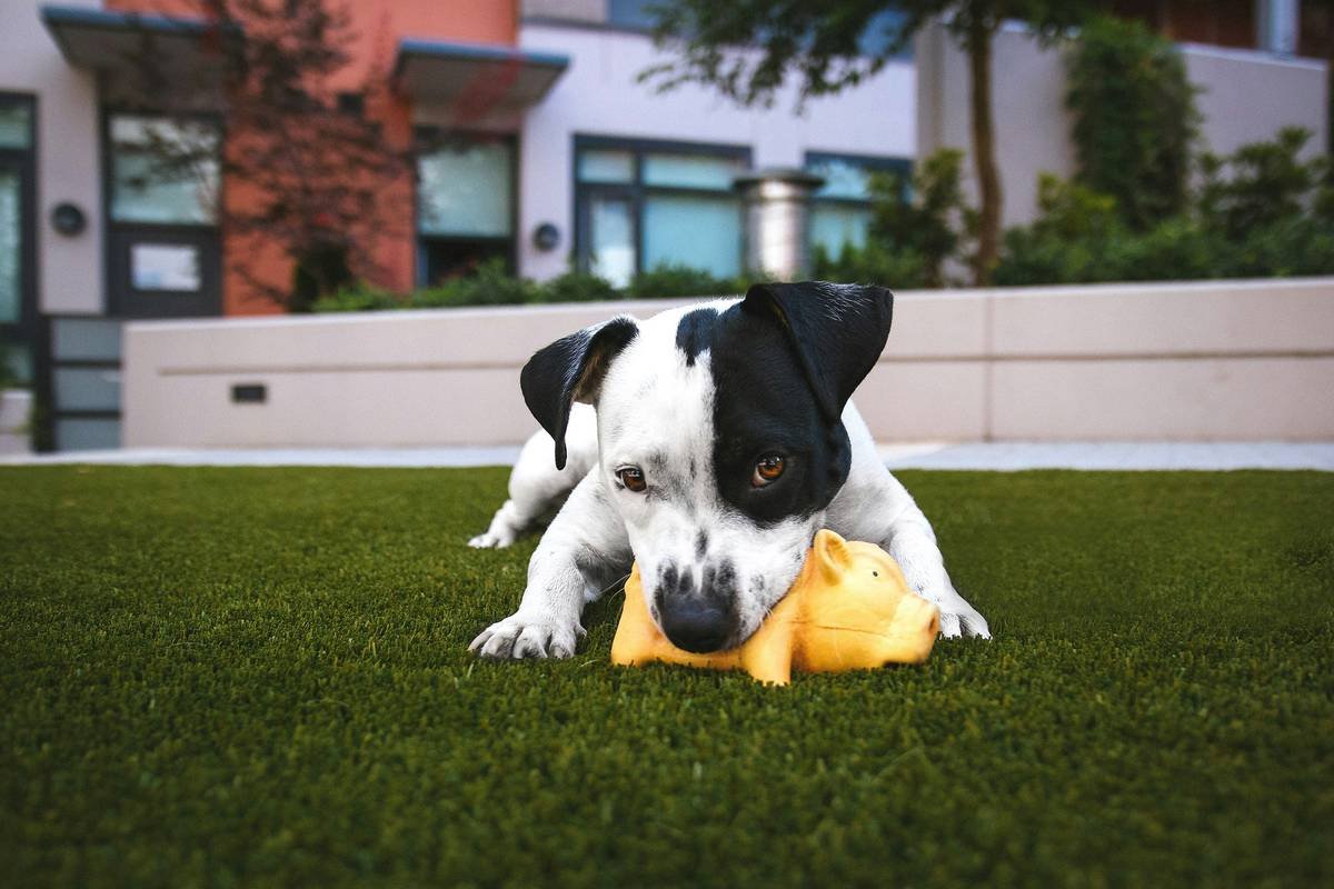 Why Your Pet’s Toy Could Fail Safety Standards—And How to Spot It Before It’s Too Late