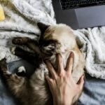 Why Your Pet Tech Compatibility Fails (and How Manual Override Saves the Day)