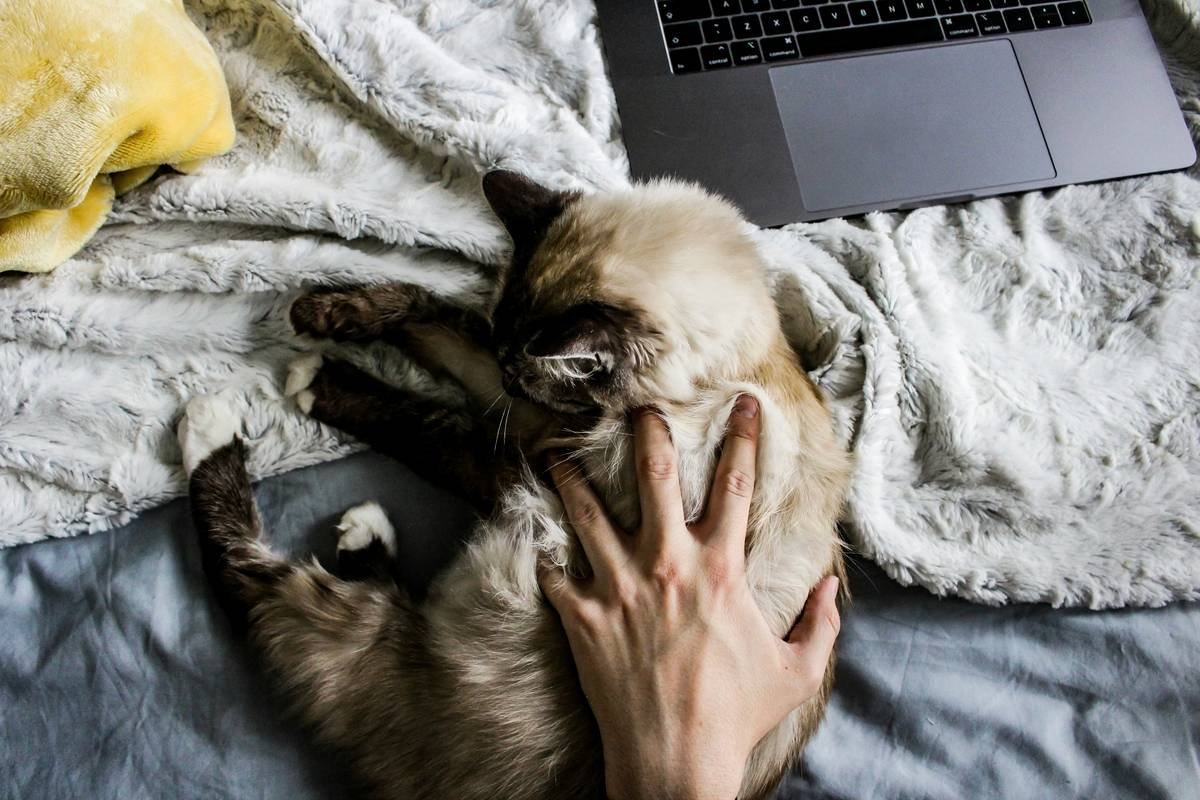 Why Your Pet Tech Compatibility Fails (and How Manual Override Saves the Day)