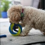 Why Your Pet Toy Safety System Needs a Manual Override (And How to Choose One That Won’t Fail)