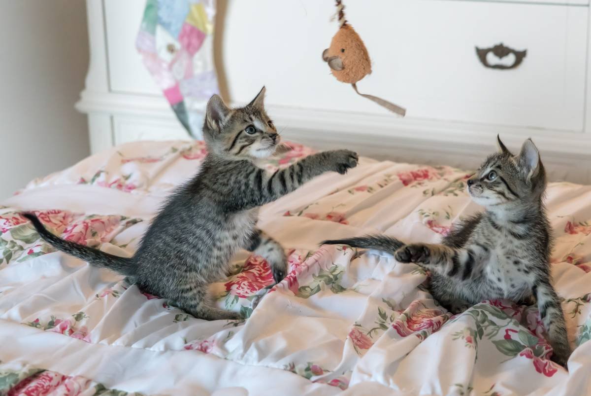 Why Your Pet Toy Updates Are Failing (And How to Fix Them with Manual Override)