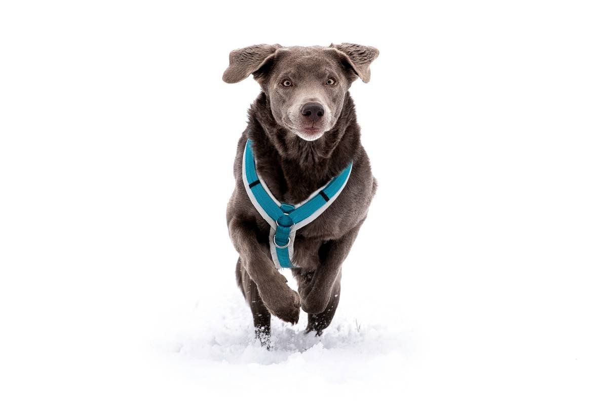 Troubleshooting pet accessory sync with network analyzer and smart pet devices