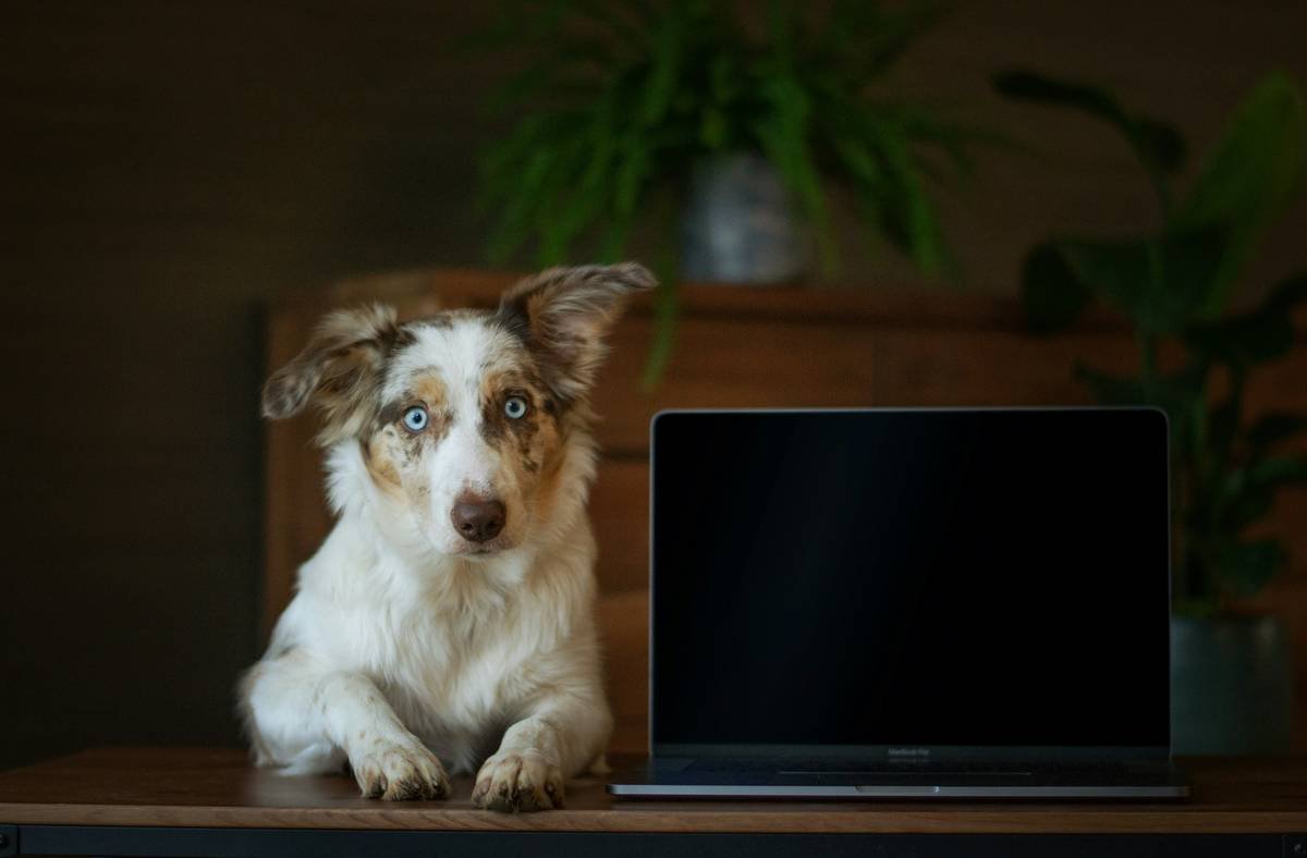 Pet gadget compatibility failure example showing disconnected smart bowl and activity tracker