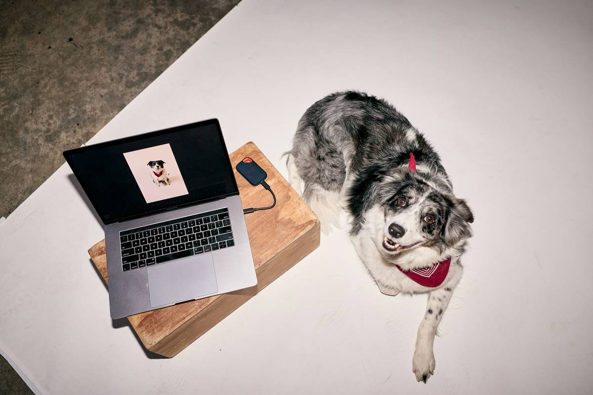 Pet gadget compatibility testing setup with smart collar and feeder syncing via hub