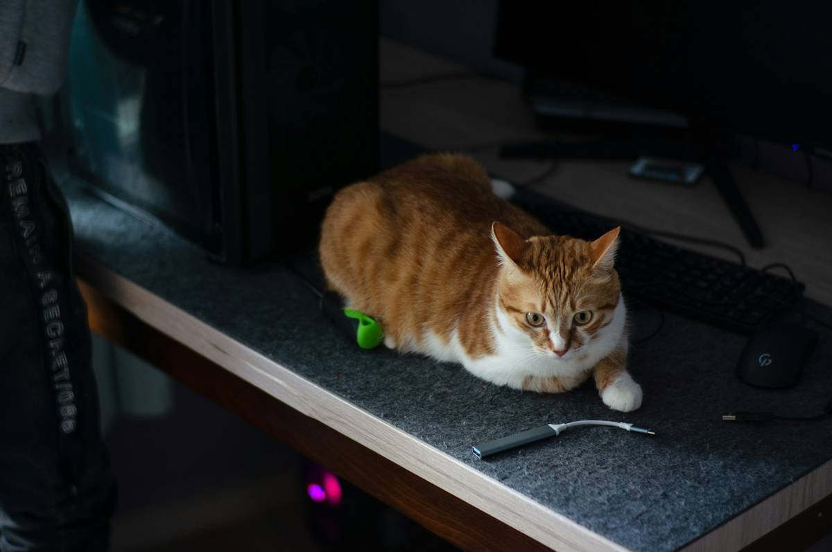 Side-by-side comparison of pet toy interfaces: one with hidden app-only controls, another with visible physical buttons and lever-based manual override