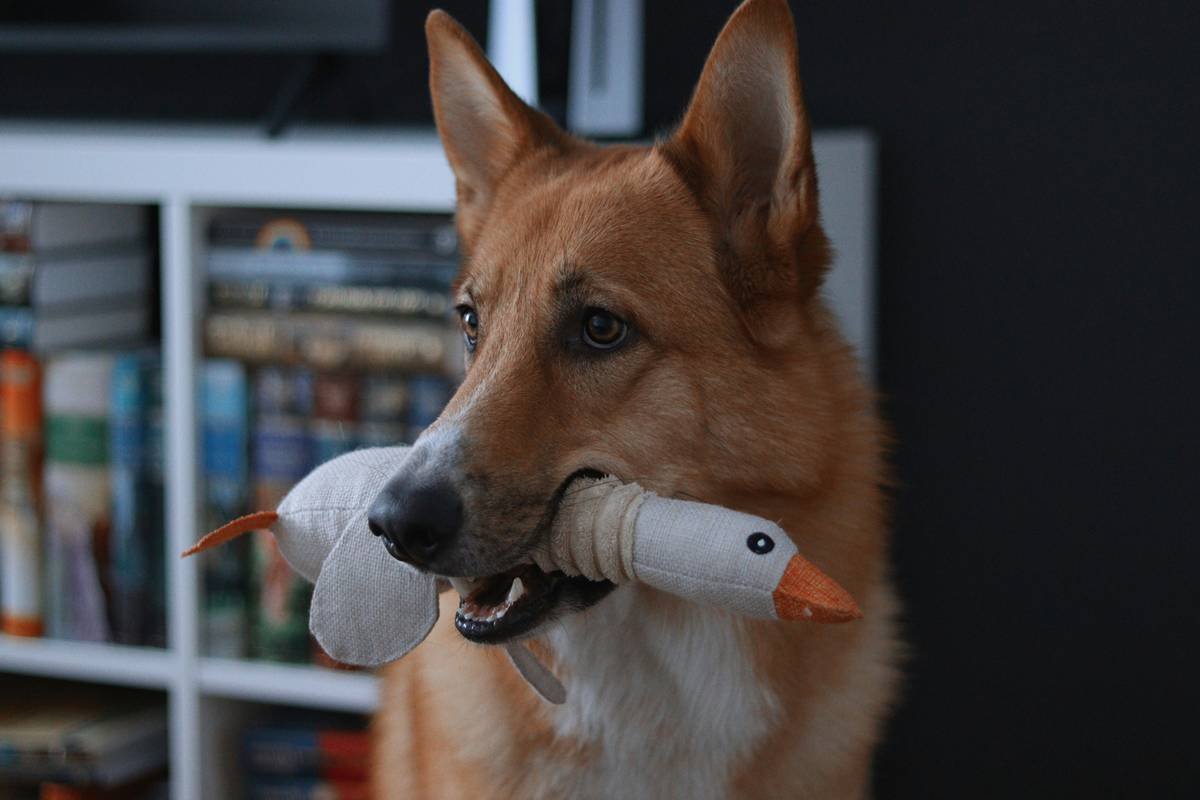Dog playing safely with compatible pet toy cross brand items