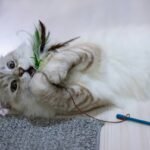 Why pet toy cross brand Compatibility Matters More Than You Think