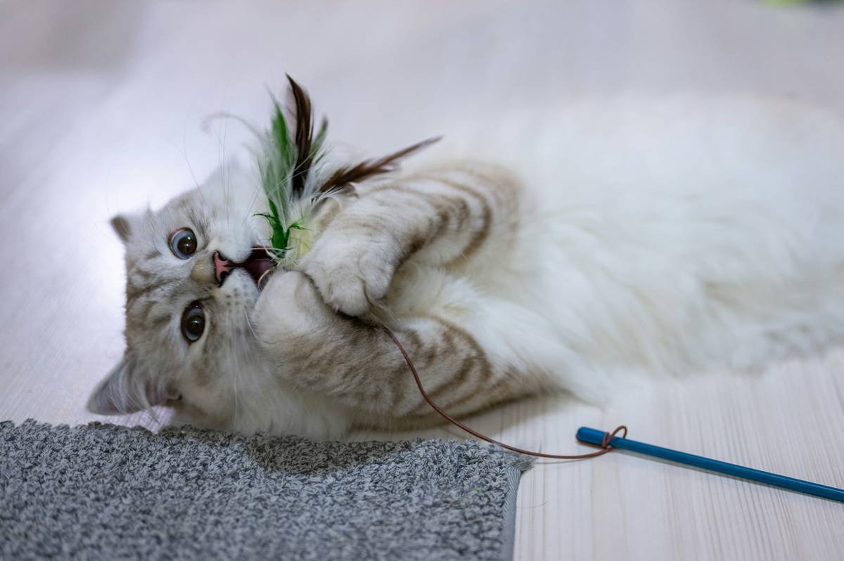 Why pet toy cross brand Compatibility Matters More Than You Think
