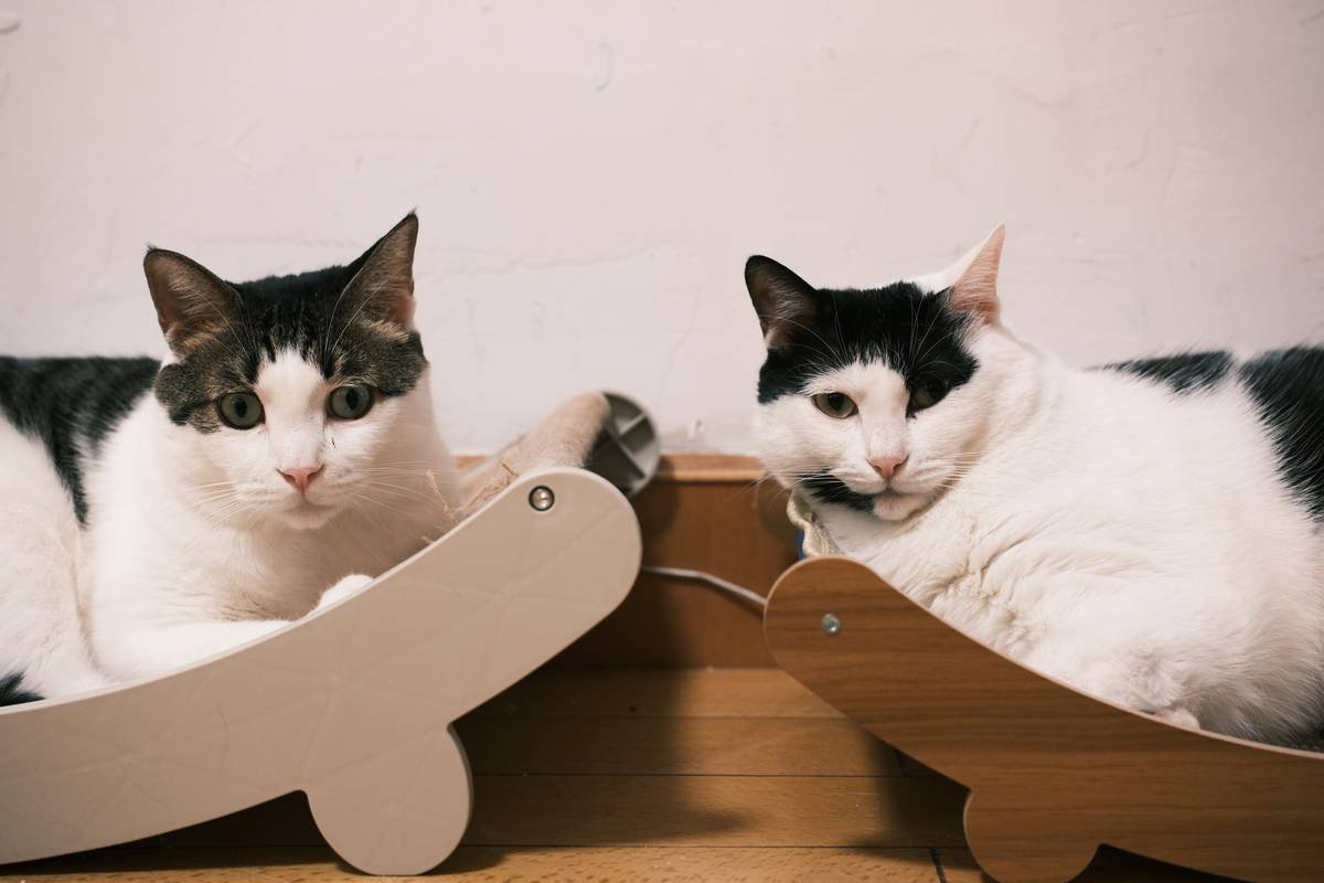 Why Your Pet Platform Support Needs a Manual Override (And How to Get It Right)