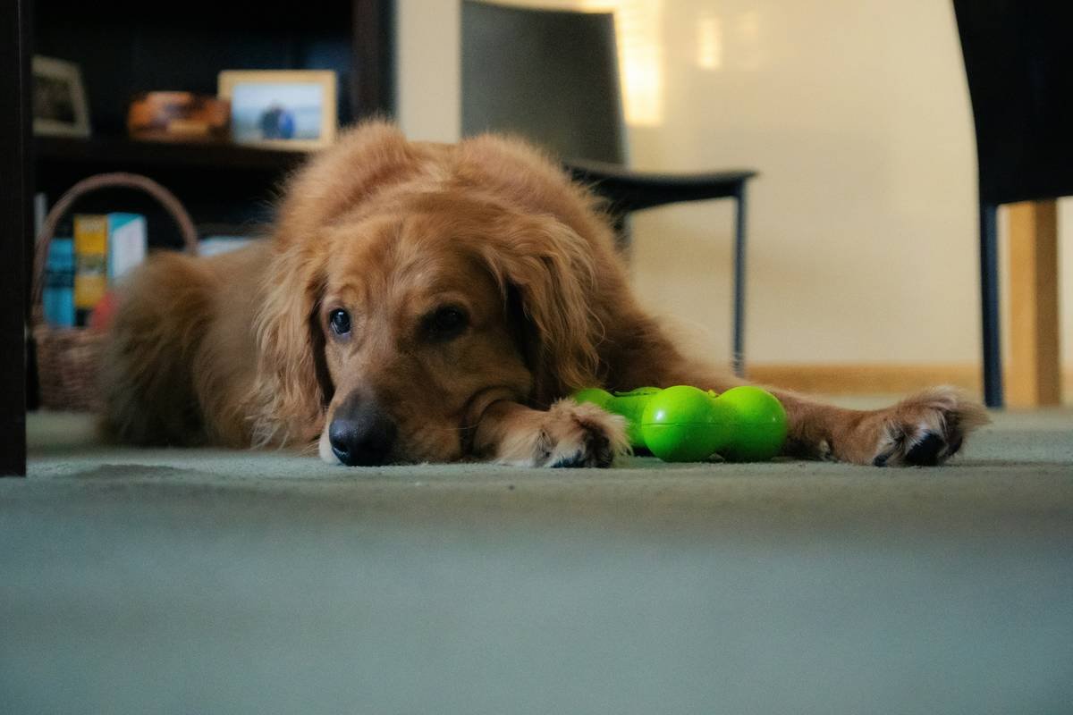 Why Your Pet Toy Interfaces Need a Manual Override (And How to Choose the Right One)