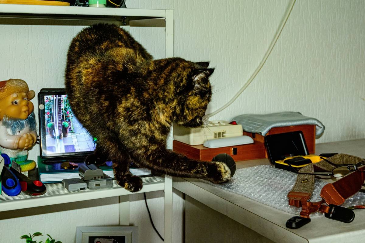 Why Your Smart Pet Toy Isn’t Playing Nice: The Truth About Toy Software Compatibility (And How to Fix It)